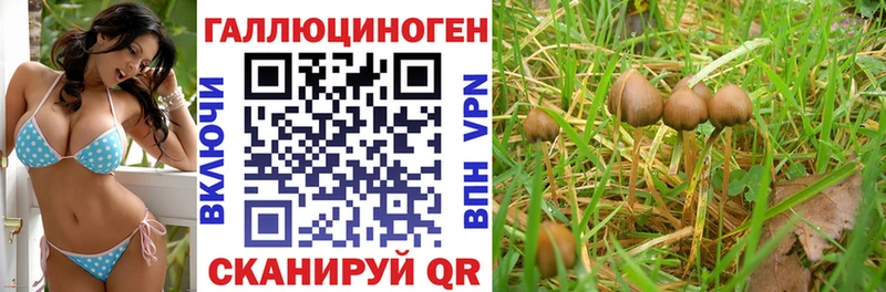 Псилоцибиновые грибы Cubensis  Кашин 